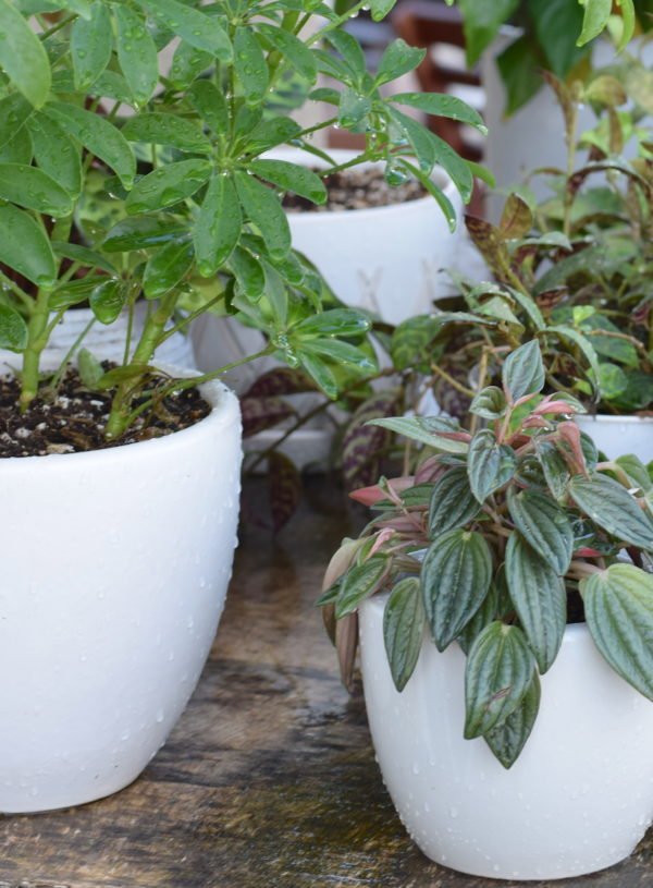 Green. You will not lose hope with green.